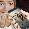 Real Spider Prank