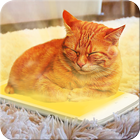 Warmer for cat joke icon