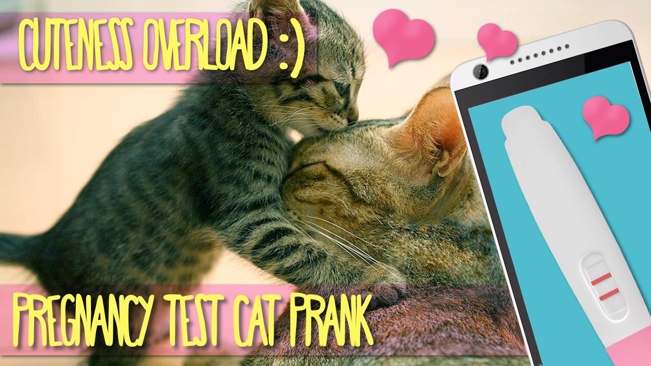 Pregnancy Test Cat Prank For Android Apk Download - pregnancy test roblox