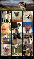 My Live Dog Wallpaper Affiche