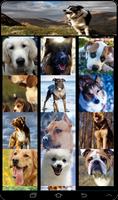 My Live Dog Wallpaper تصوير الشاشة 3