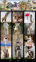 Cute Funny Animal Wallpapers Affiche