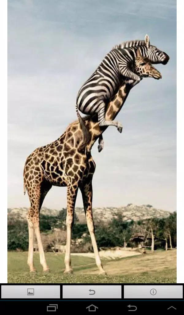Cute Funny Animal Wallpapers APK for Android Download Cute Funny Animal Wallpapers APK for Android Download