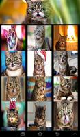 Lil Bub Cat Wallpapers पोस्टर