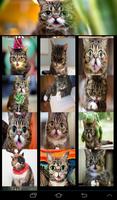 Lil Bub Cat Wallpapers capture d'écran 1