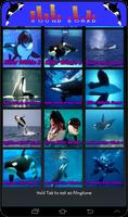 Whale Orca Soundboard Affiche