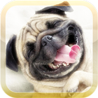 Funny Videos and Pictures icon