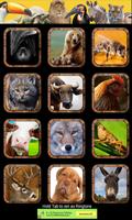 30 animal sounds and ringtones Affiche
