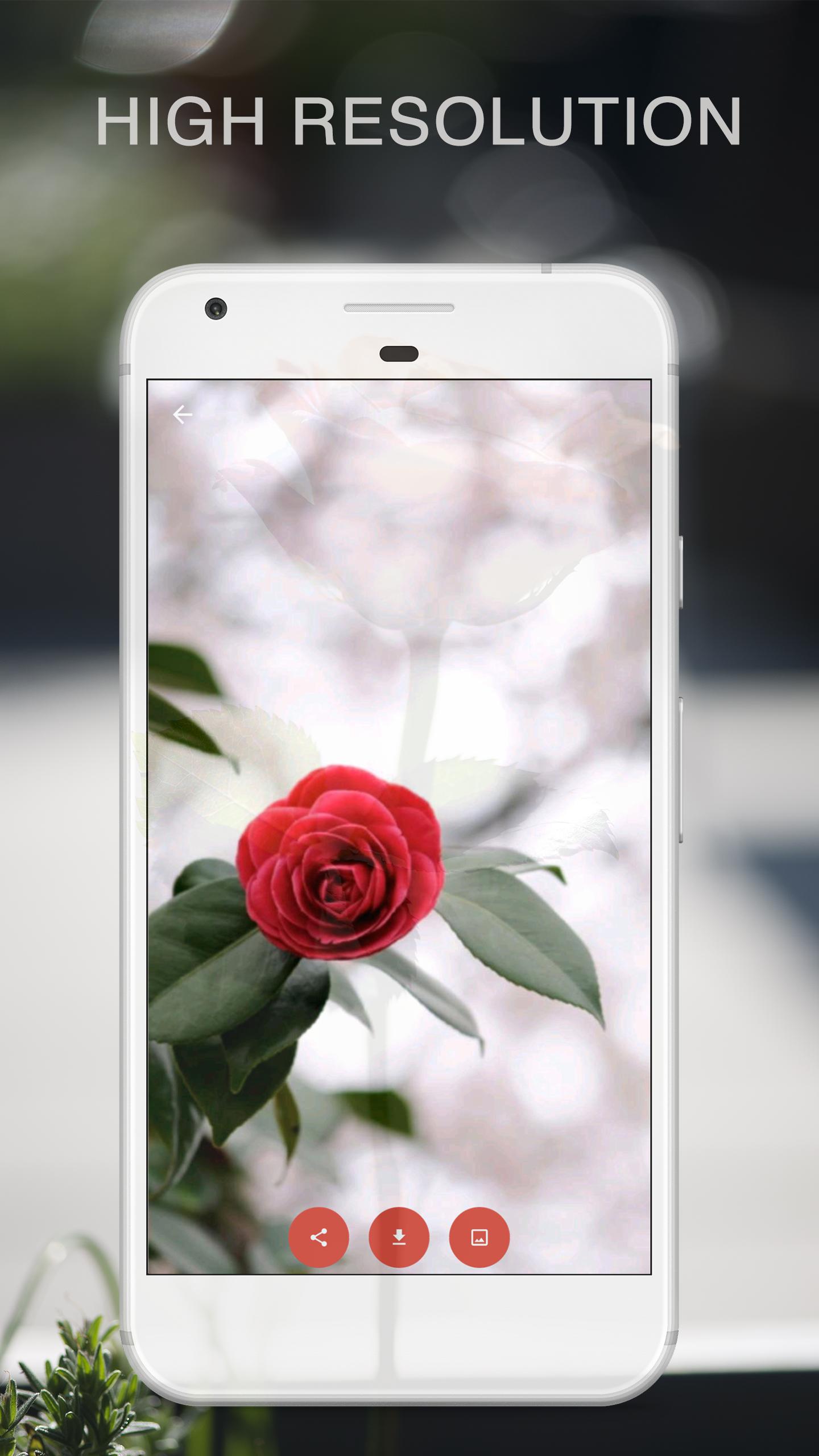 rose hd wallpapers 1080p APK for Android Download rose hd wallpapers 1080p APK for Android Download