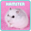 How to Maintain a Hamster APK