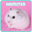 Cara Pelihara Hamster