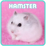 Cara Pelihara Hamster