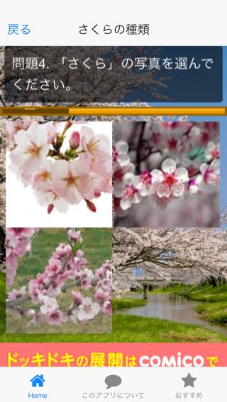 合コン 飲み会 お花見に 春の雑学豆知識 さくらクイズ For Android Apk Download 合コン 飲み会 お花見に 春の雑学豆知識 さくらクイズ For Android Apk Download