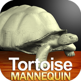 Tortoise Mannequin