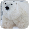 Wildlife Quiz APK
