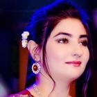 Gul Panra Songs: Official icône