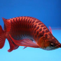 MY FISH