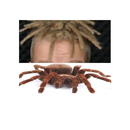 Czuux clicker aplikacja