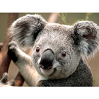 AndroidHive icon