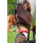 Belappaloosa Zeichen