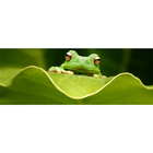 Frog Identification System ikona