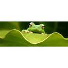 Frog Identification System أيقونة