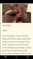 Land of Labradors 스크린샷 2