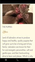 Land of Labradors ảnh chụp màn hình 2