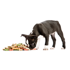 NyNy's Gourmet Dog Treats icono