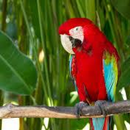 Parrot browser APK