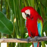 Icona Parrot browser