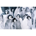 Penguin Mobile