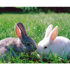 rejected rabbit rescue Zeichen