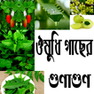 ঔষধী গাছের গুণাগুণ