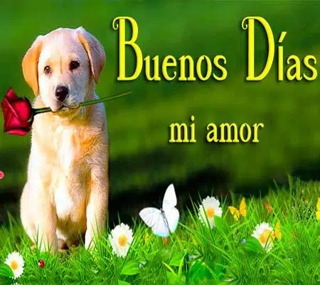 Buenos días Amor APK para Android Descargar perritos Buenos días Amor APK para Android Descargar