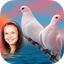 Cool Amazing Dove Photo Frames aplikacja