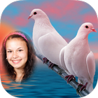 Cool Amazing Dove Photo Frames icon