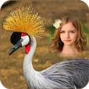 Cool Lovely Bird Photo Frames APK
