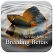 10 Easy Steps to Breed Bettas