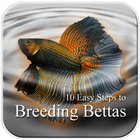 10 Easy Steps to Breed Bettas ícone