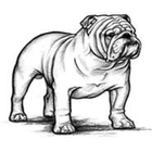 Bulldog 101 icône