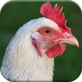 Chicken Sounds