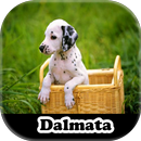 Dalmatian Stickers APK