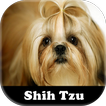 Figurinhas de Shih-tzu