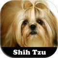 ”Figurinhas de Shih-tzu
