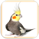 Cockatiel Sounds APK