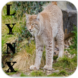 Lynx Cat Sounds icon