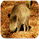 Boar Sounds APK