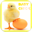 Bé Chick Nhạc chuông biểu tượng