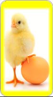 Bé Chick Nhạc chuông bài đăng